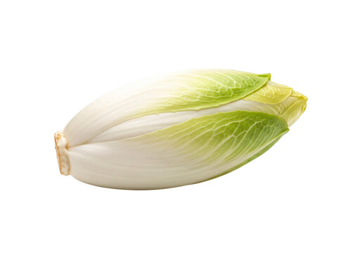 Freshly picked belgian endive displayed on a white background with visible leaves. isolated on transparent background