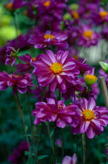 Purple garden dahlia flowers in bloom, with green foliage, as an ornamental planting, for seasonal floral background in landscaping and horticulture projects.