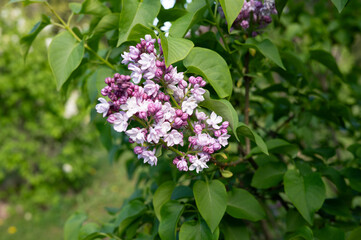 Naklejka premium Vibrant lilac blossoms amidst lush green foliage in spring garden