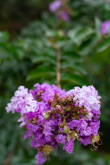 Vibrant Purple Crape Myrtle Flowers
