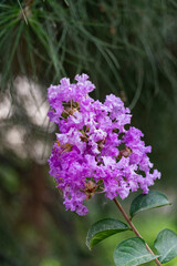 Obraz premium Vibrant Purple Crape Myrtle Flowers