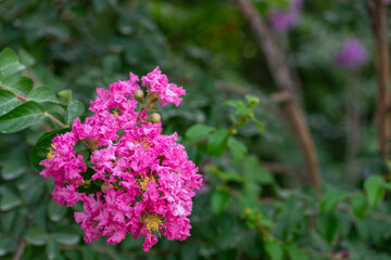 Obraz premium Bright Pink Crepe Myrtle Blossoms in Full Bloom