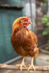 Brown hen perched on branch in outdoor coop setting
