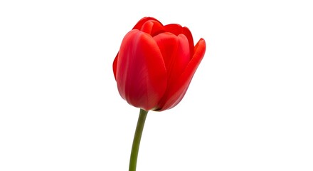 A single vibrant red tulip stands tall against a clean white background, its petals tightly closed.