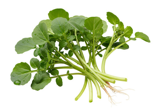 Freshly harvested watercress with green leaves and stems on a white background. isolated on transparent background