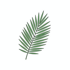 Tropical Green Palm Leaf Illustration