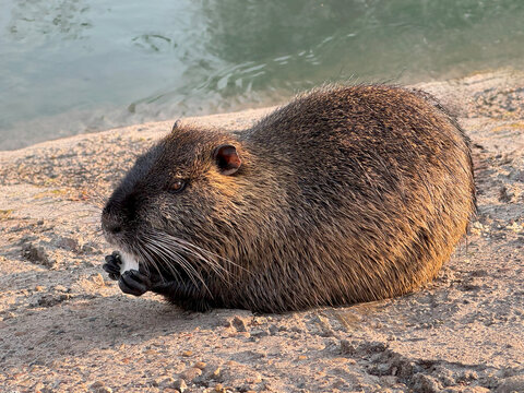 Close-up of a nutria Coypu sitting near the water