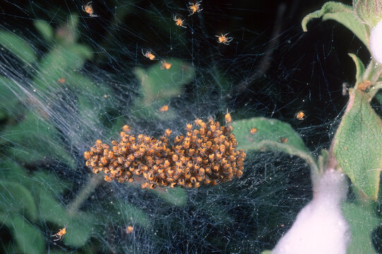 Mass of newborn yellow spiderlings emerging from egg sac. Spider babies with web threads in early life stage after hatching outdoors.  Sardinia, Italy
