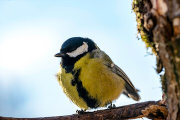 great tit on a branch © Svetoslav Radkov