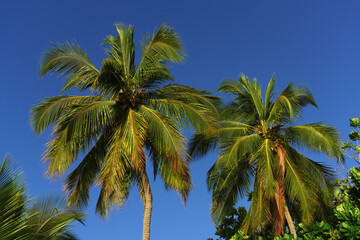 palm trees on blue sky