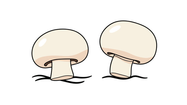 Two fresh white button mushrooms growing from the organic forest ground in a simple hand-drawn illustration style.