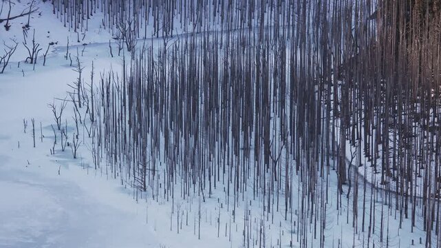 ダムの水位が下がり残されていた立ち枯れした木が氷結した湖面より出ている様子