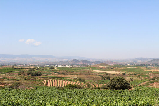 vineyard stretching across the landscape after Navarrete in La Rioja Spain under blue sky July 2024