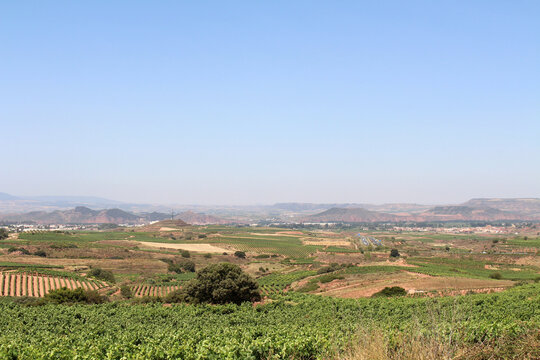 Approaching Najera La Rioja Spain with vineyard rows in foreground and town skyline in distance along Camino Frances July 2024