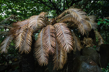 鹿児島県奄美大島島風に揺れるソテツの記憶