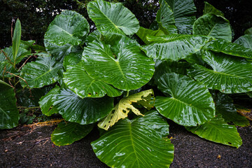 鹿児島県奄美大島濡葉幻影クワズイモ