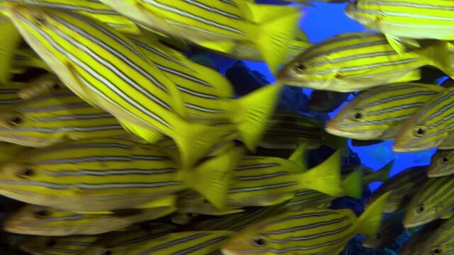 A large shoal of bluestriped grunts swim in close proximity to each other. The fish are yellow with blue horizontal stripes across their sides. The ocean water is clear and bright.