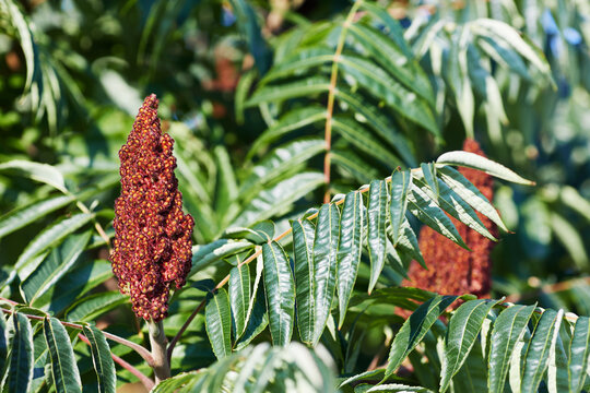 Staghorn sumac, or downy sumac, vinegar tree, short-haired sumac, great Virginia sumac (Latin: Rhus typhina)