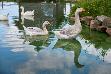 goose on the water © jakubicek