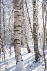 Fototapeta premium Winter forest in the snow. Snow covered trees and branches with sunbeams. Winter season in Finland.
