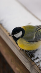 Sikorka © Błażej Schulz