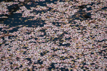 Fototapeta premium Cherry blossom petals floating on the moat at Hirosaki Park, Aomori, Japan