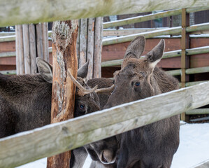 Łosie w zoo © Błażej Schulz