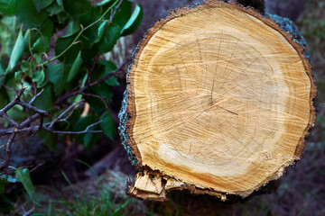 Felled tree. Close up of a wooden stump,green background