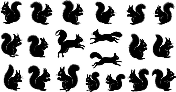 Squirrel silhouette collection, wild forest rodent vector set, jumping squirrel sitting graphics, nature wildlife animal icons, isolated black rodent elements.