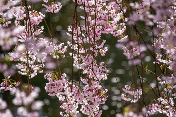 Fototapeta premium Weeping cherry blossoms in full bloom at Hirosaki Park, Aomori, Japan