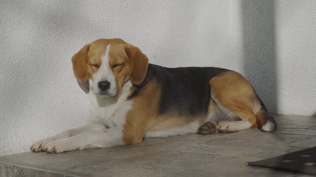 A beagle rests in the sun near the wall, A dog squinting from the sun on a stone floor on the stairs to the house
