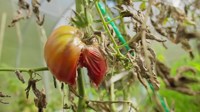 Split tomato damaged by disease and environmental stress in greenhouse farming. Example of crop loss and challenges in sustainable agriculture