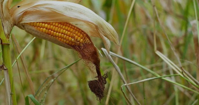 Mature corn on stalk as part of food production chain. Agricultural raw material before harvesting and processing