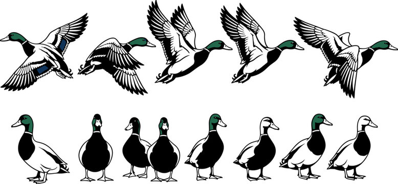 Wild mallard duck silhouette collection, flying waterfowl bird vector set, lake wildlife hunting graphics, swimming drake pond icons, isolated decorative nature bird elements.