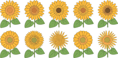 Sunflower Bloom Stages Vector Set Botanical Garden Collection