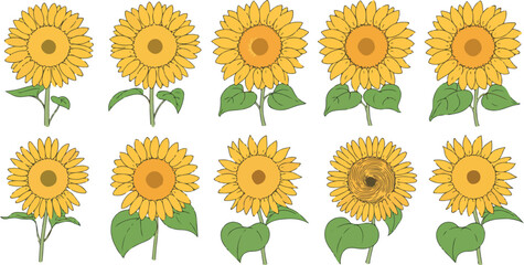 Sunflower Bloom Stages Vector Set Botanical Garden Collection