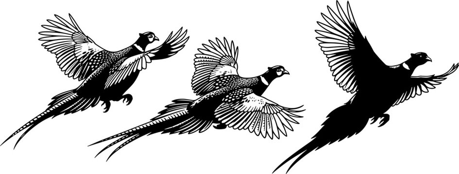 Flying pheasant bird silhouette vector illustration set, wild game birds in flight with detailed wings, perfect for hunting and nature designs.