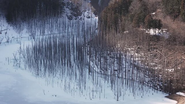 ダムの水位が下がり残されていた立ち枯れした木が氷結した湖面より出ている様子