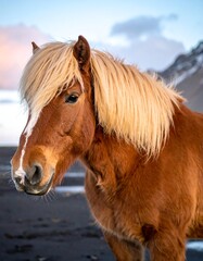 Obraz premium A brown horse with a blonde mane on a beach