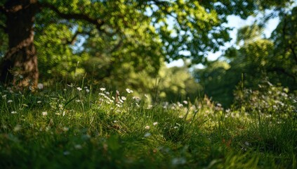 Sun-Drenched Meadow with Delicate White Wildflowers and Lush Green Forest Bokeh.