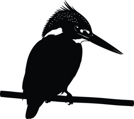 Obraz premium Black and white bird perched on a tree branch illustration