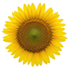 Fototapeta premium Bright yellow sunflower with detailed brown center and green seeds isolated on transparent background
