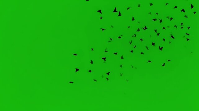 Large Flock of Silhouetted Birds Flying Across a Green Screen