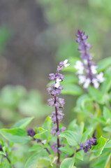 Obraz premium Sweet basil, Thai basil or Ocimum basilicum L or LAMIACEAE or LABIATAE or vegetable plant