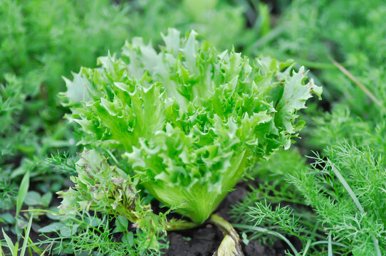 Asteraceae, Compositae, Frillice Iceberg, Frillice Iceberg lettuce, Lactuca sativa L, lettuce