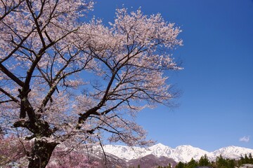 白馬村　春の風景