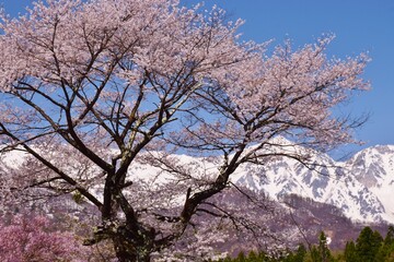 Fototapeta premium 白馬村 春の風景