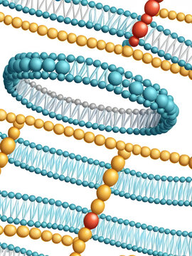 Histone in the structure of DNA. genome sequence. Telo mere is a repeating sequence of double-stranded DNA located at the ends of chromosomes Nucleotide, Phosphate, Sugar, and bases. education vector