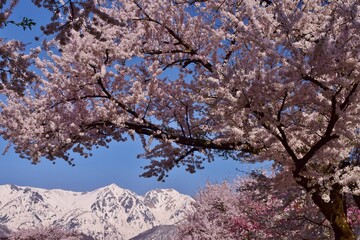 白馬村　春の風景