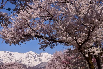 白馬村　春の風景